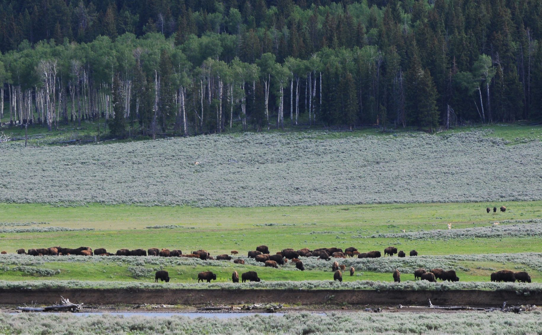 Bison